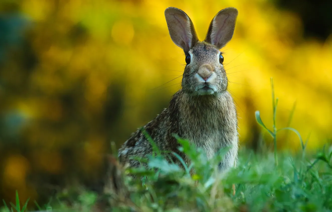 Photo wallpaper greens, grass, look, background, hare, portrait, ears, face