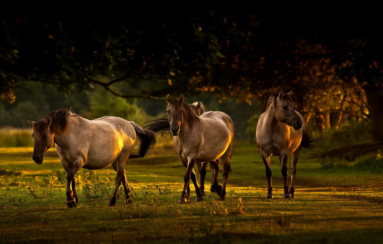 Photo wallpaper light, nature, horses, morning