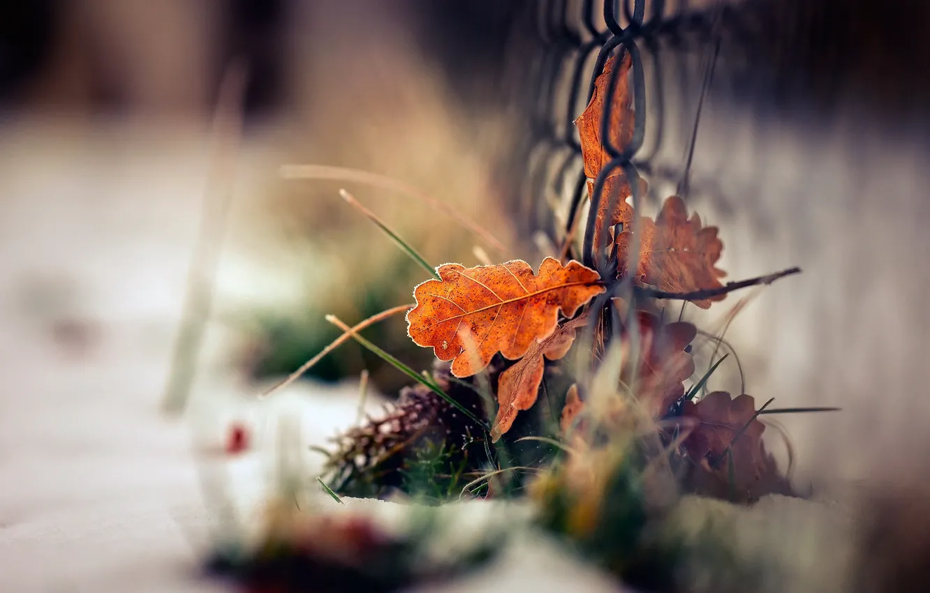 Photo wallpaper winter, autumn, grass, leaves, macro, snow, mesh, foliage