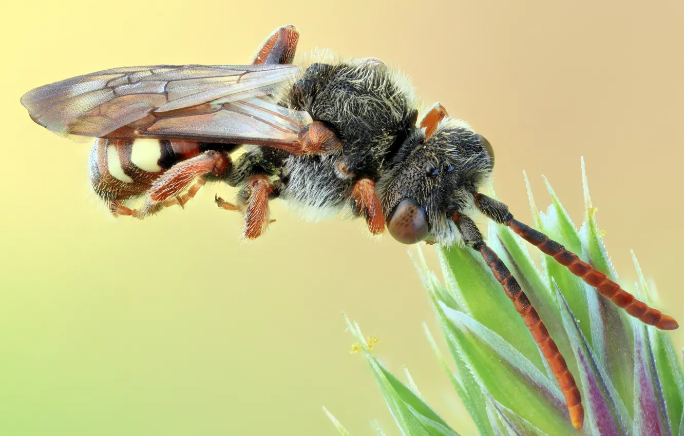 Photo wallpaper macro, plant, OSA