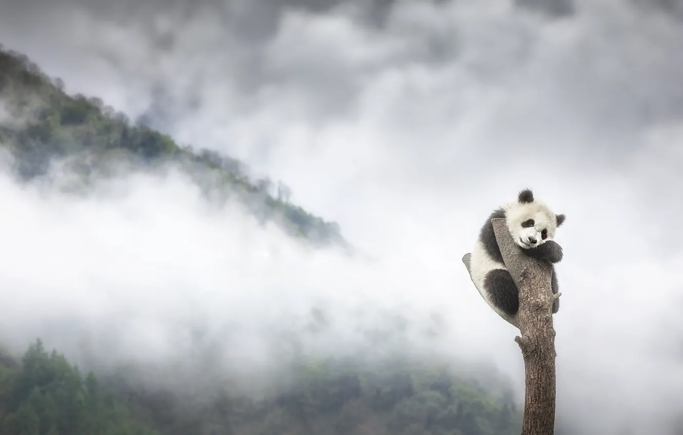 Photo wallpaper forest, mountains, fog, tree, baby, bear, Panda, bear