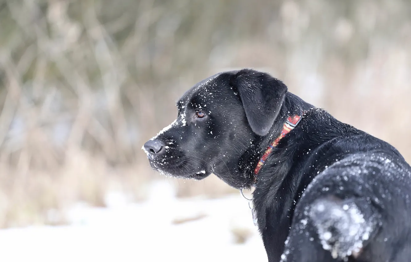 Photo wallpaper snow, collar, dog