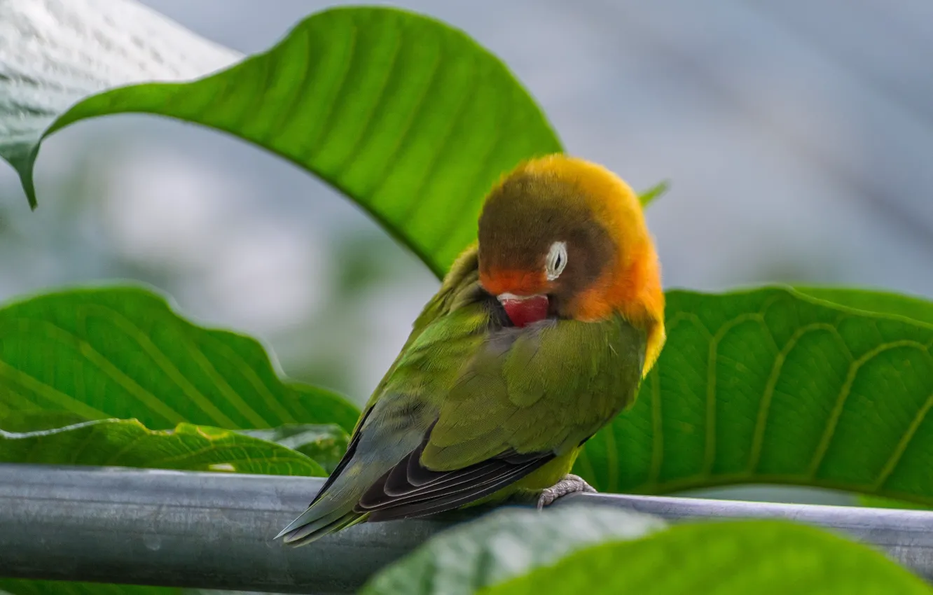 Wallpaper leaves, pose, bird, sleep, parrot, sleeping, perch, lovebirds