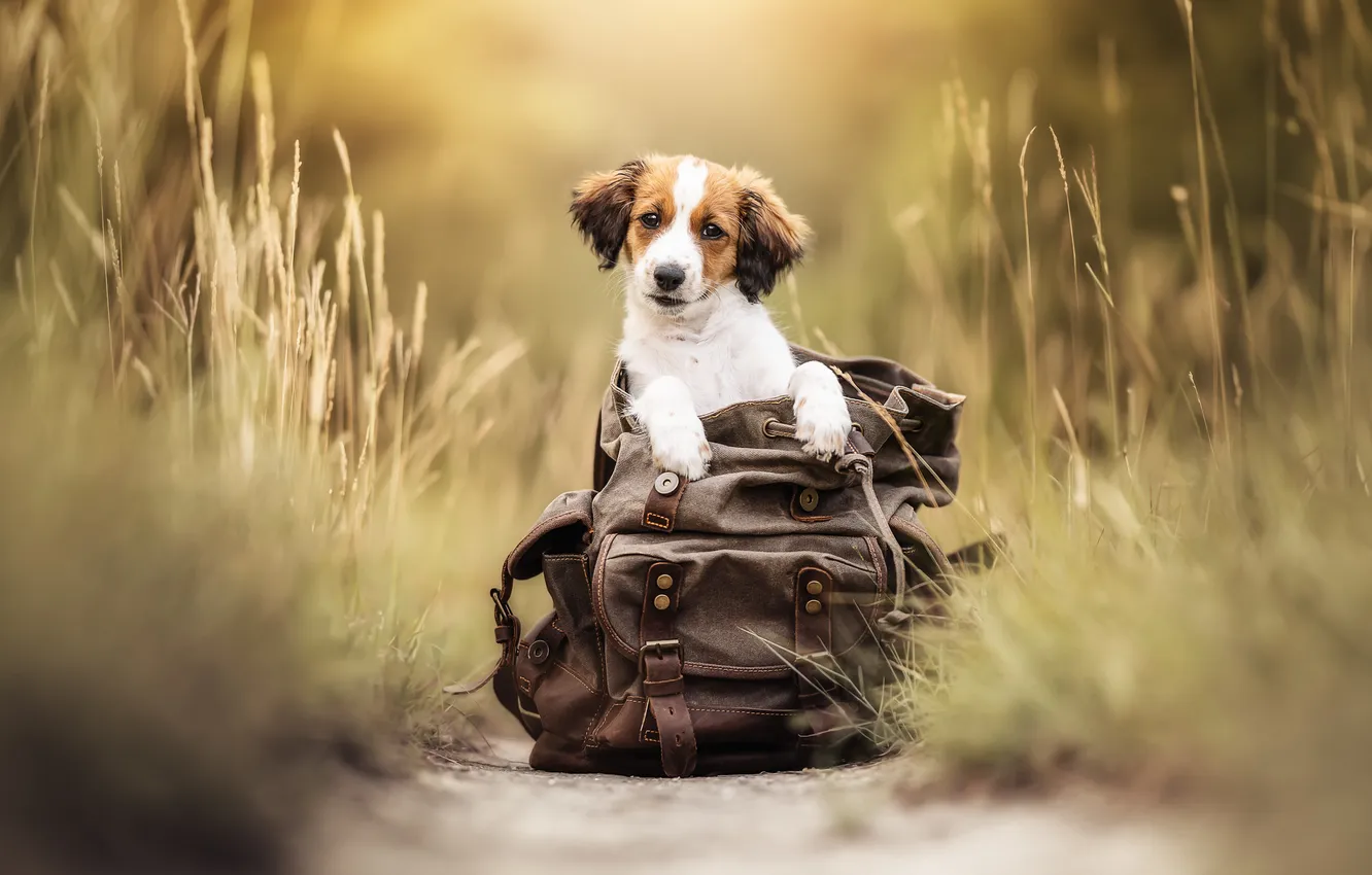 Photo wallpaper each, dog, bag