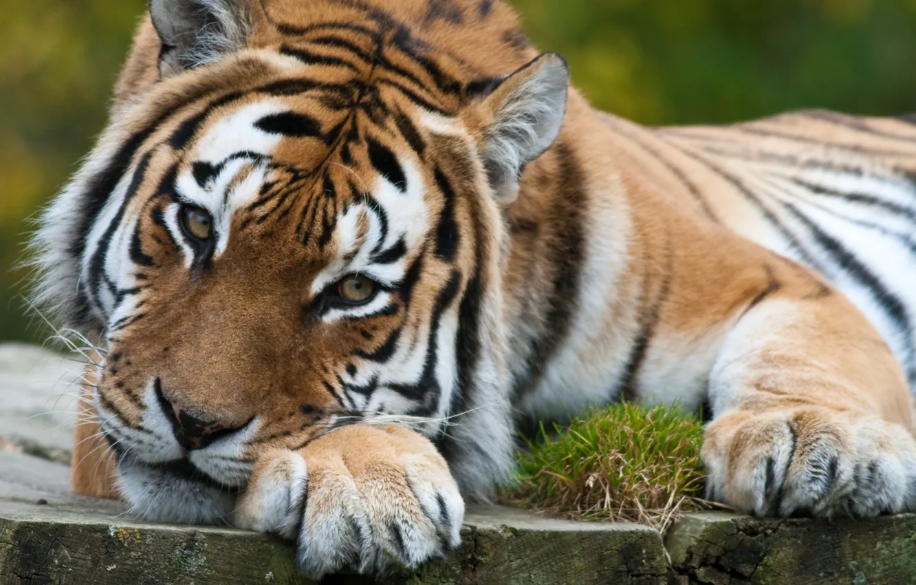 Photo wallpaper cat, look, reverie, tiger, predator