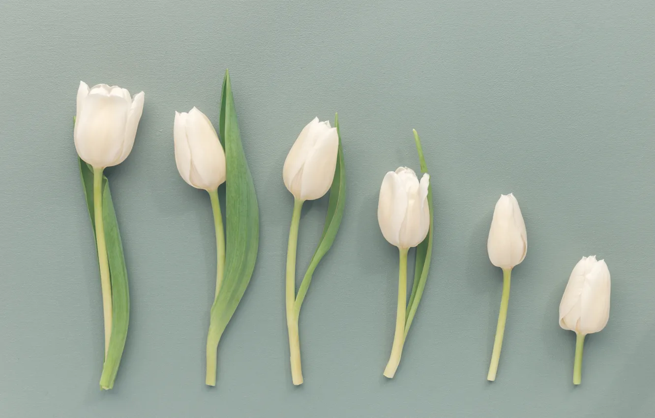 Photo wallpaper flowers, background, Tulips, buds