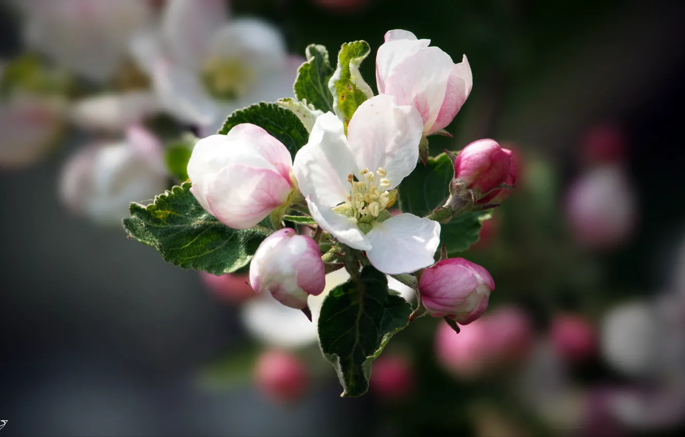 Photo wallpaper flowers, spring, apple tree