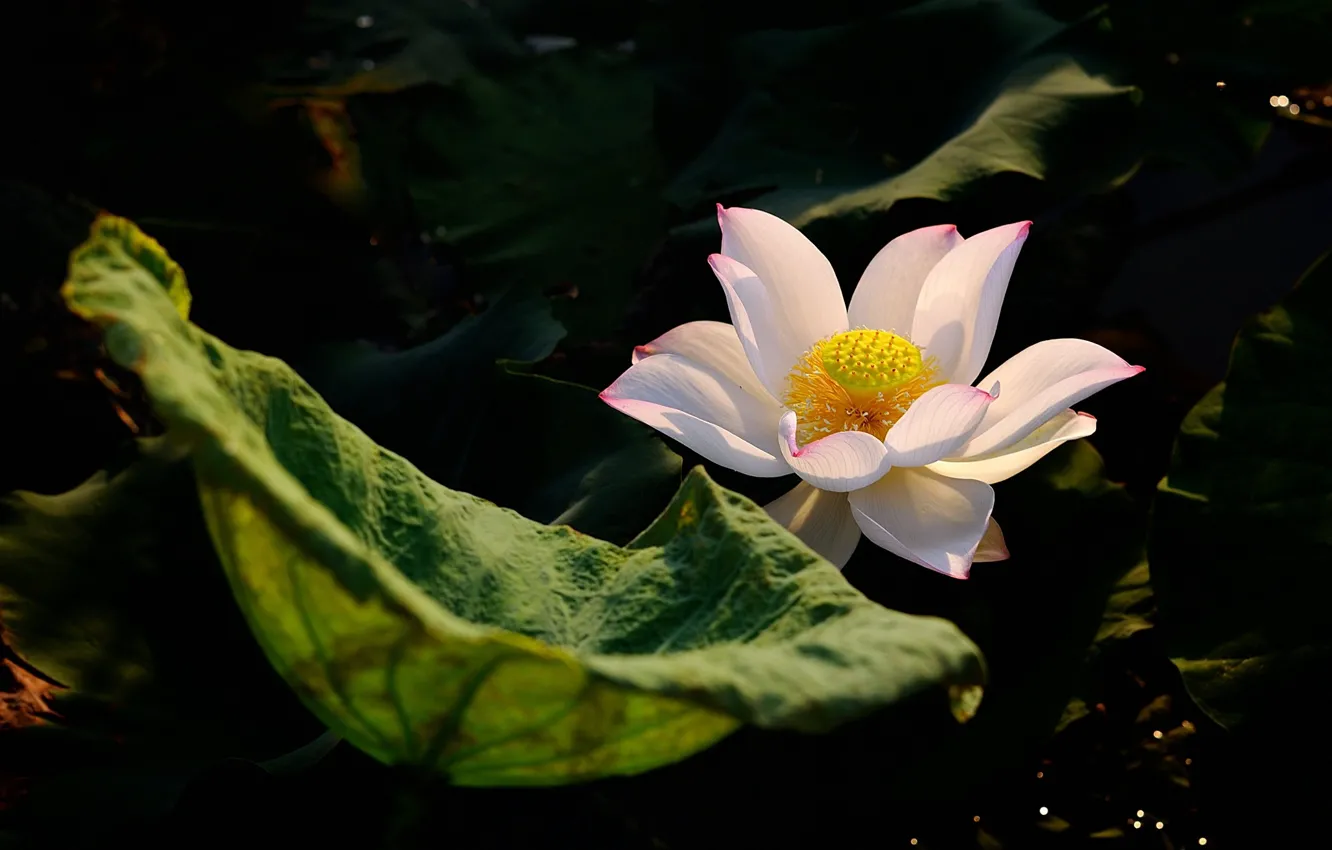 Photo wallpaper white, leaves, light, flowers, Lotus, black background, pond