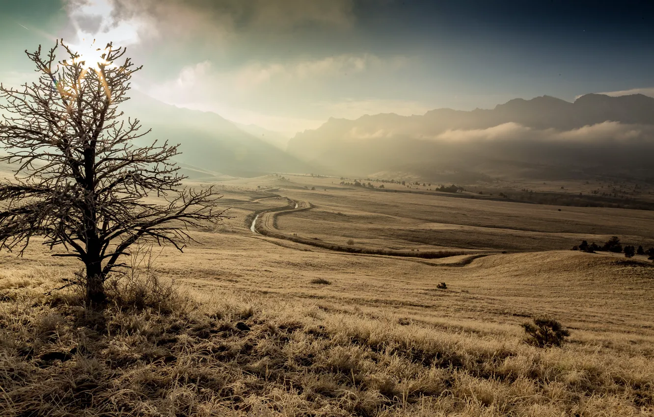 Photo wallpaper field, fog, morning