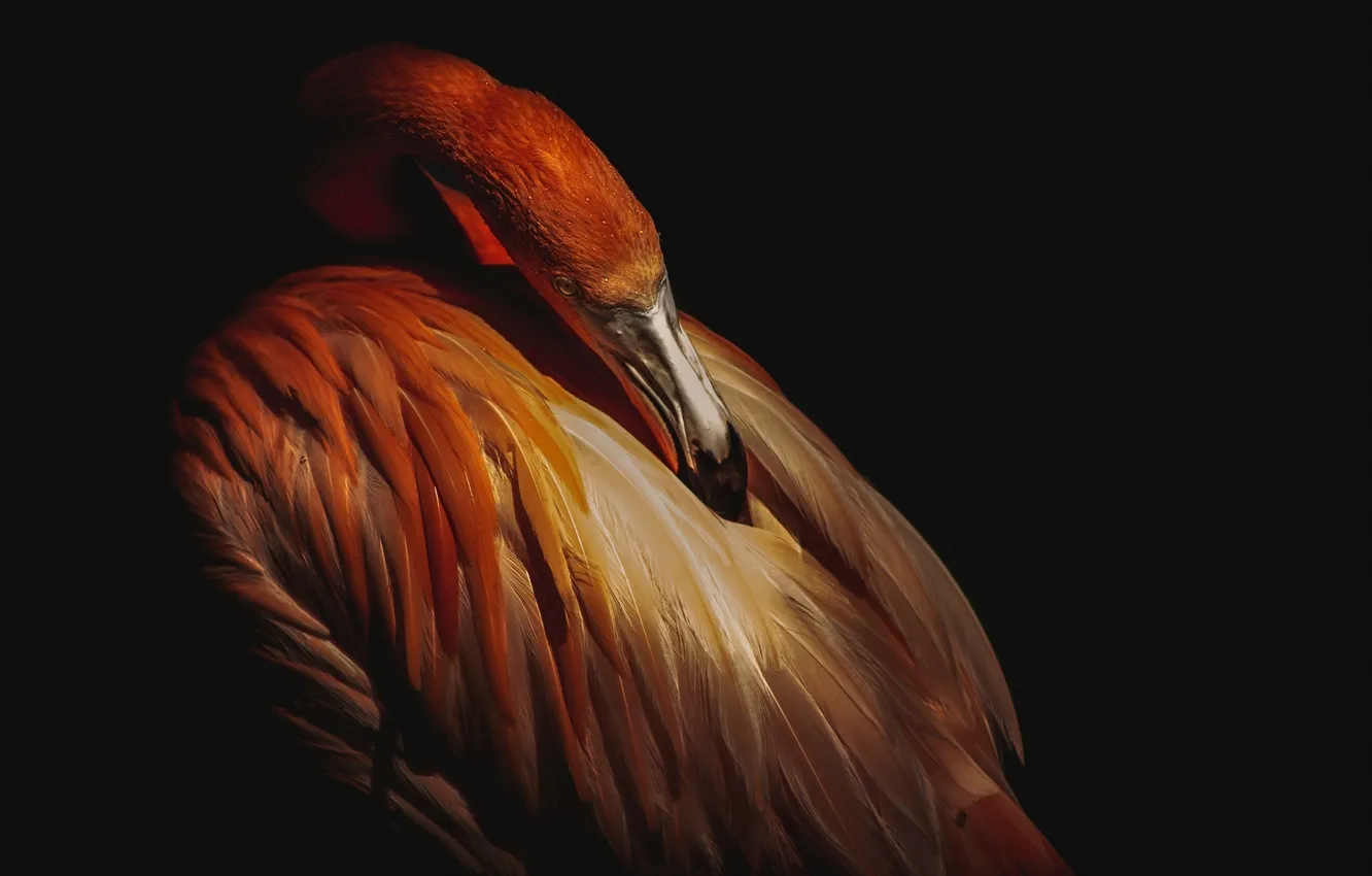 Photo wallpaper the dark background, bird, feathers, beak, Flamingo