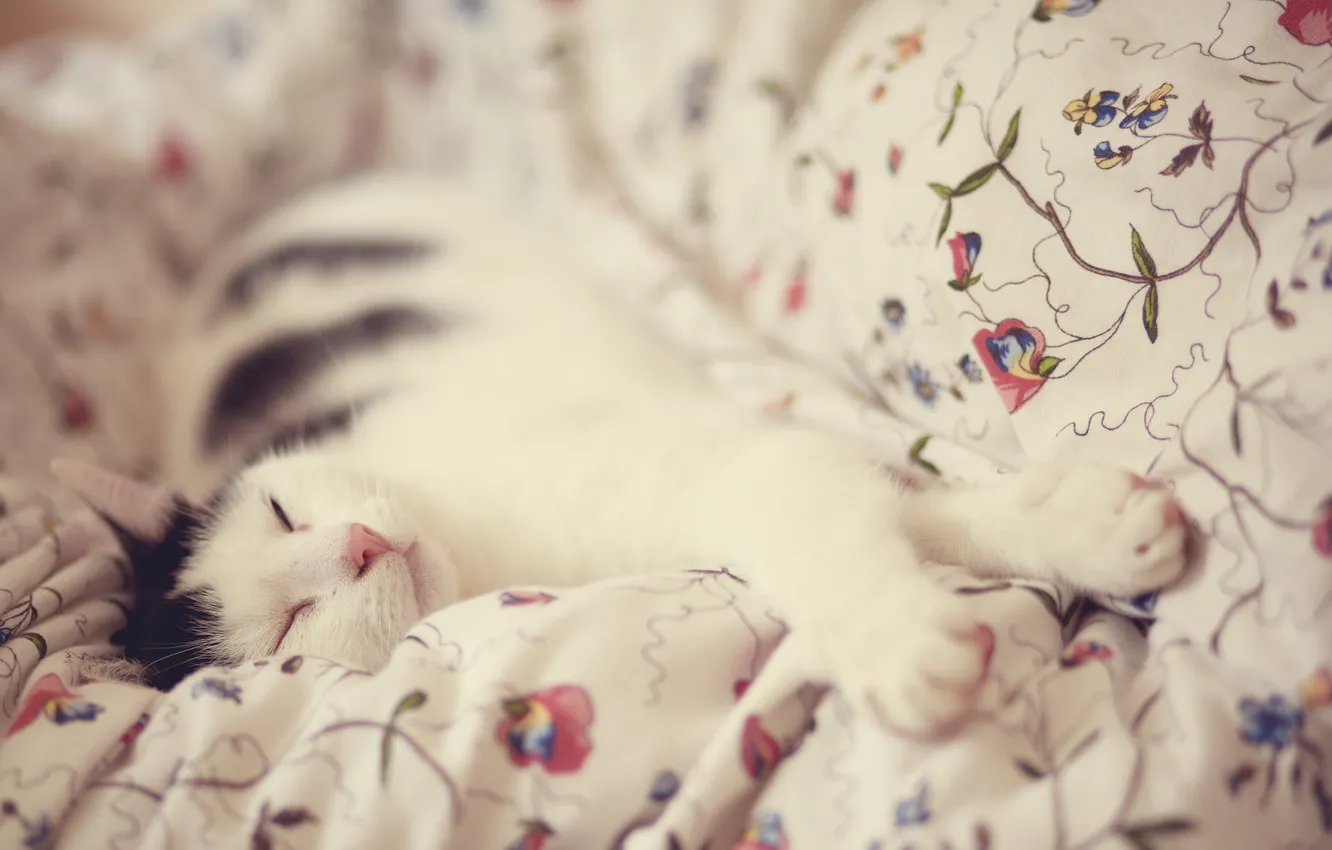Photo wallpaper cat, cat, sleeping, lies