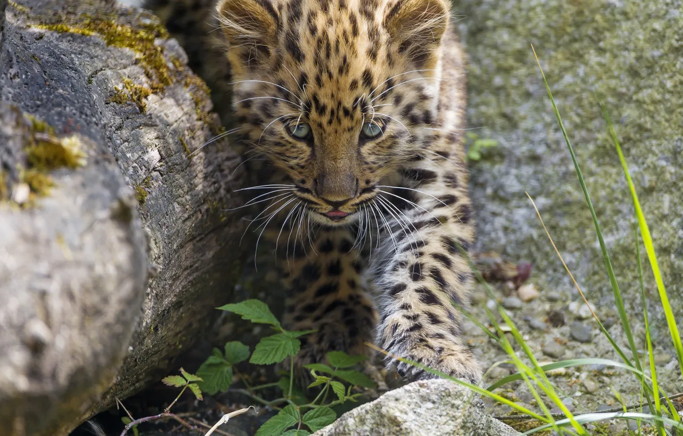Photo wallpaper cat, grass, stones, leopard, cub, kitty, Amur, ©Tambako The Jaguar