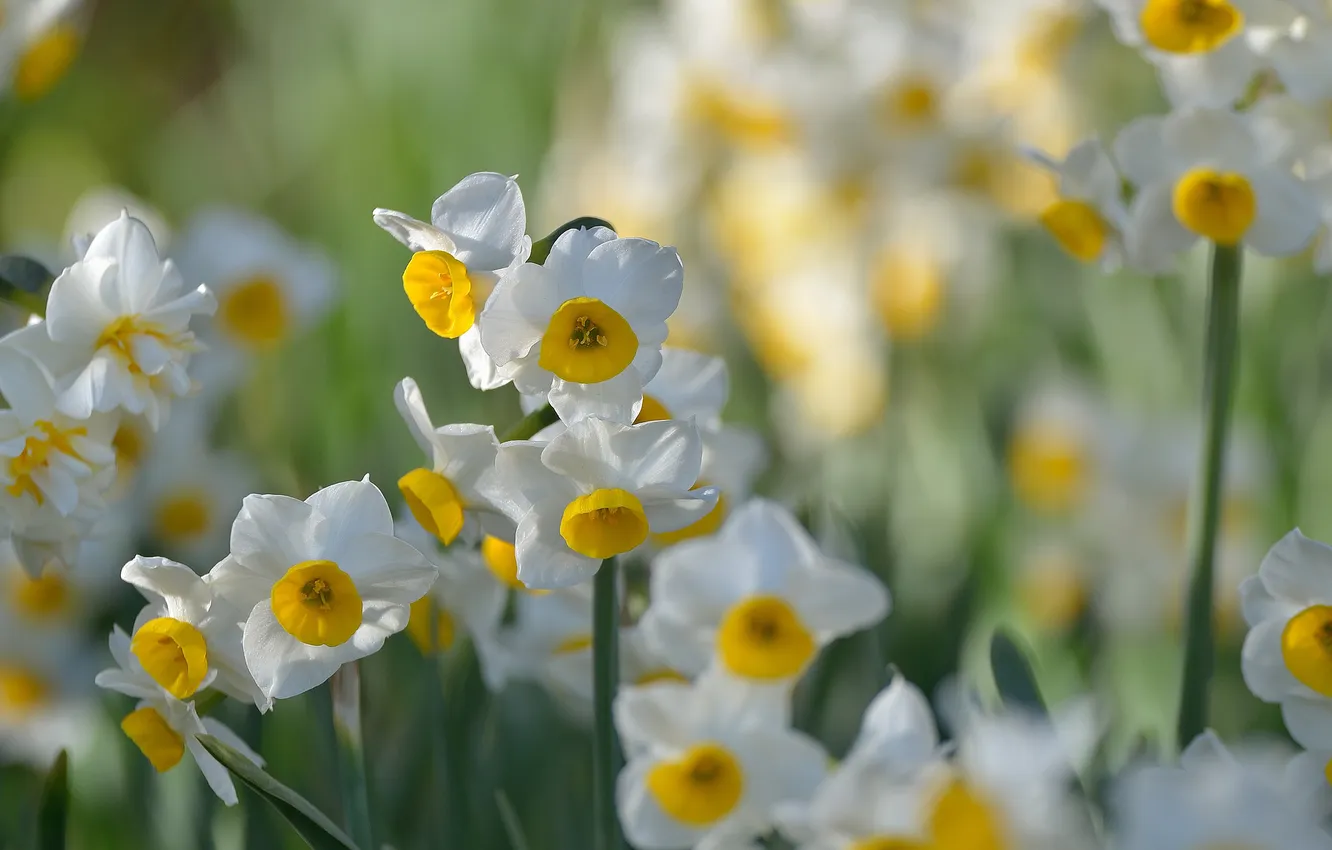 Photo wallpaper field, petals, meadow, the Narciso