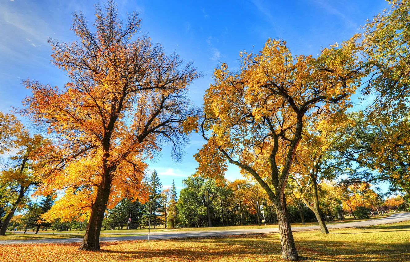 Photo wallpaper road, autumn, the sky, grass, leaves, trees, Park