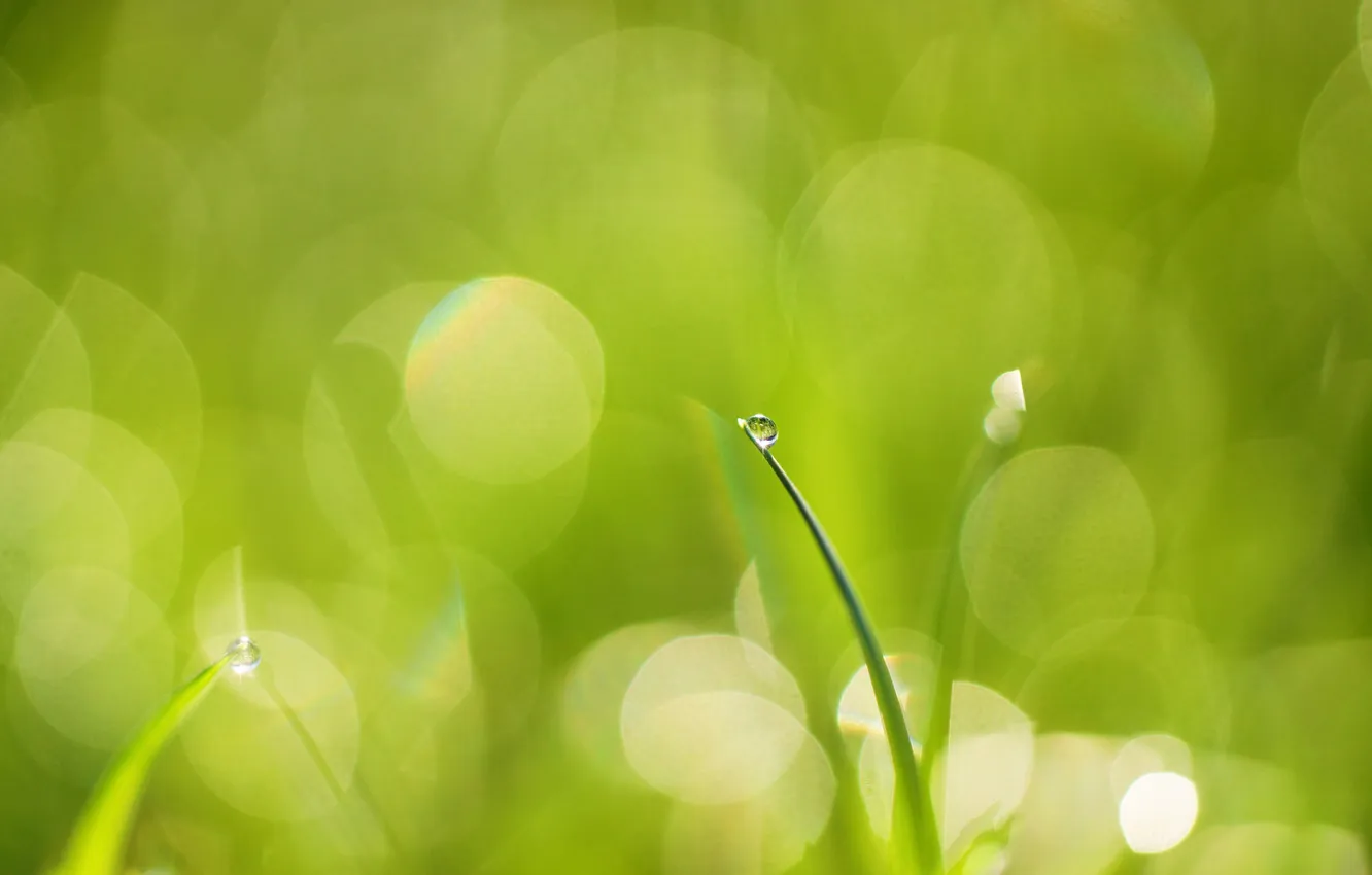 Photo wallpaper greens, grass, drop, a blade of grass