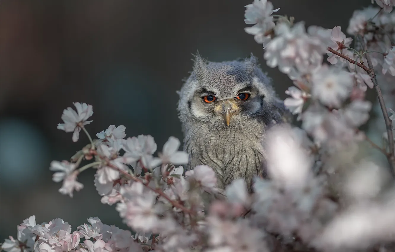 Photo wallpaper flowers, branches, owl, bird, flowering, White-faced scoop