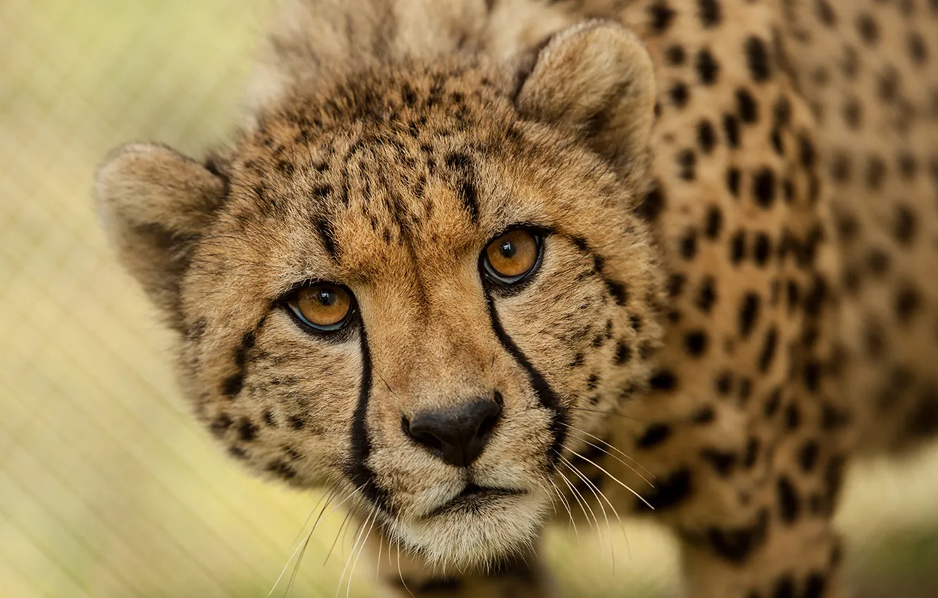 Photo wallpaper speed, animal, Africa, wildlife, big cats, cheetah-