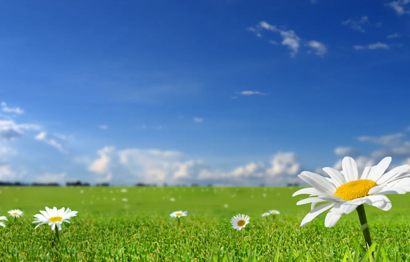 Photo wallpaper field, summer, the sky, grass, the sun, flowers, nature, spring