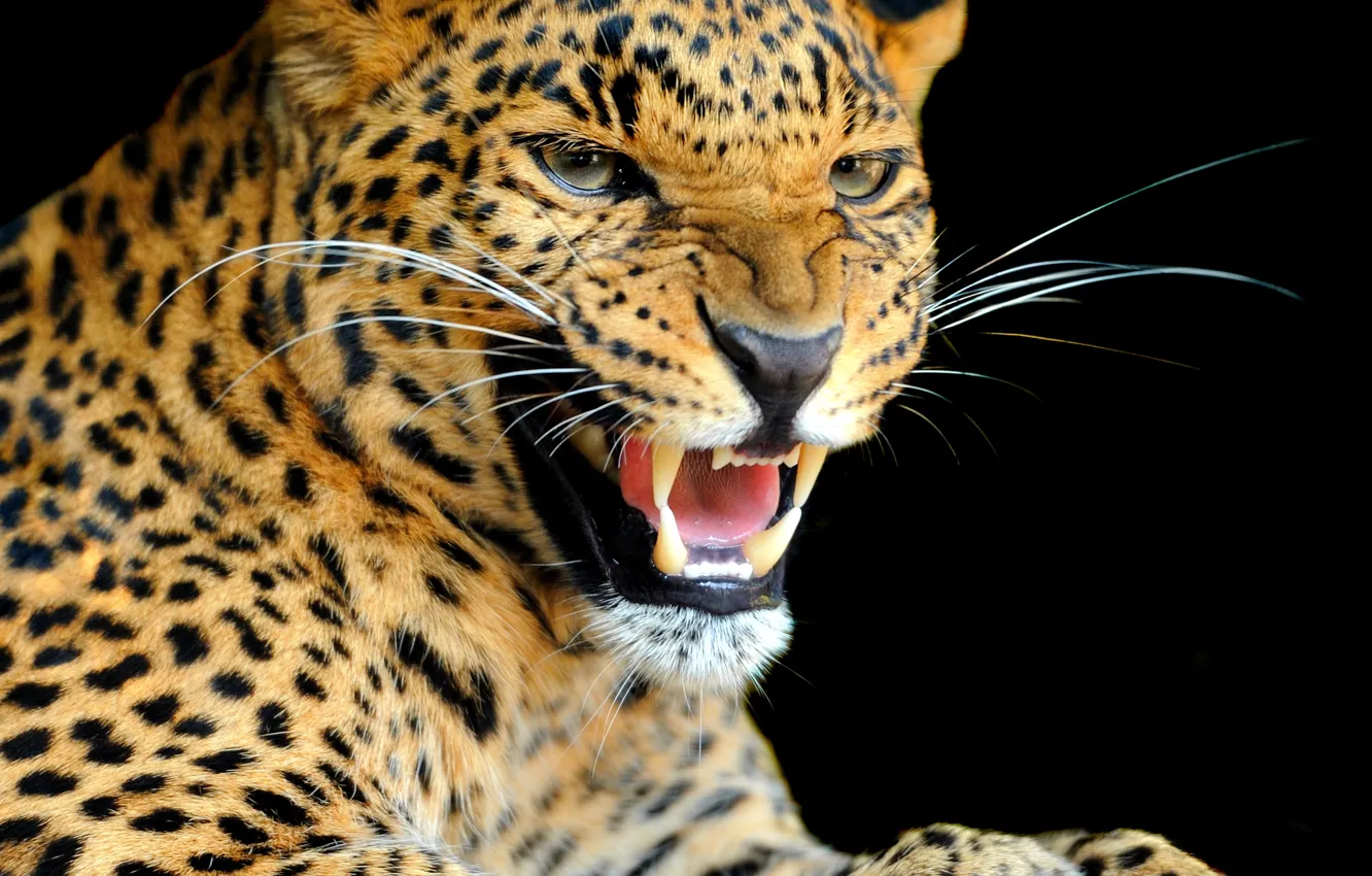 Photo wallpaper look, background, predator, leopard, color, wild cat, growl