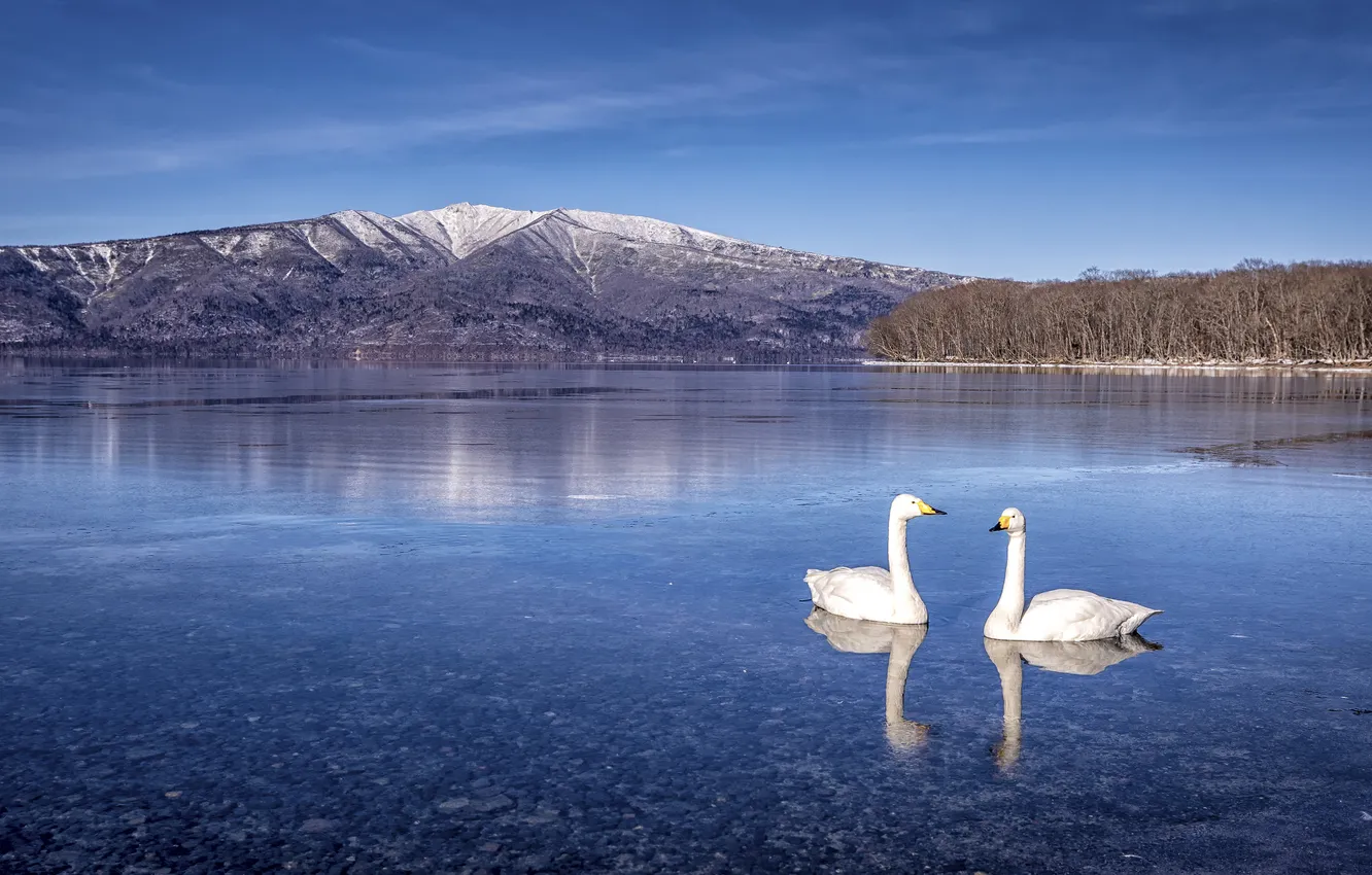 Photo wallpaper mountains, lake, reflection, blue, bird, tops, pair, white