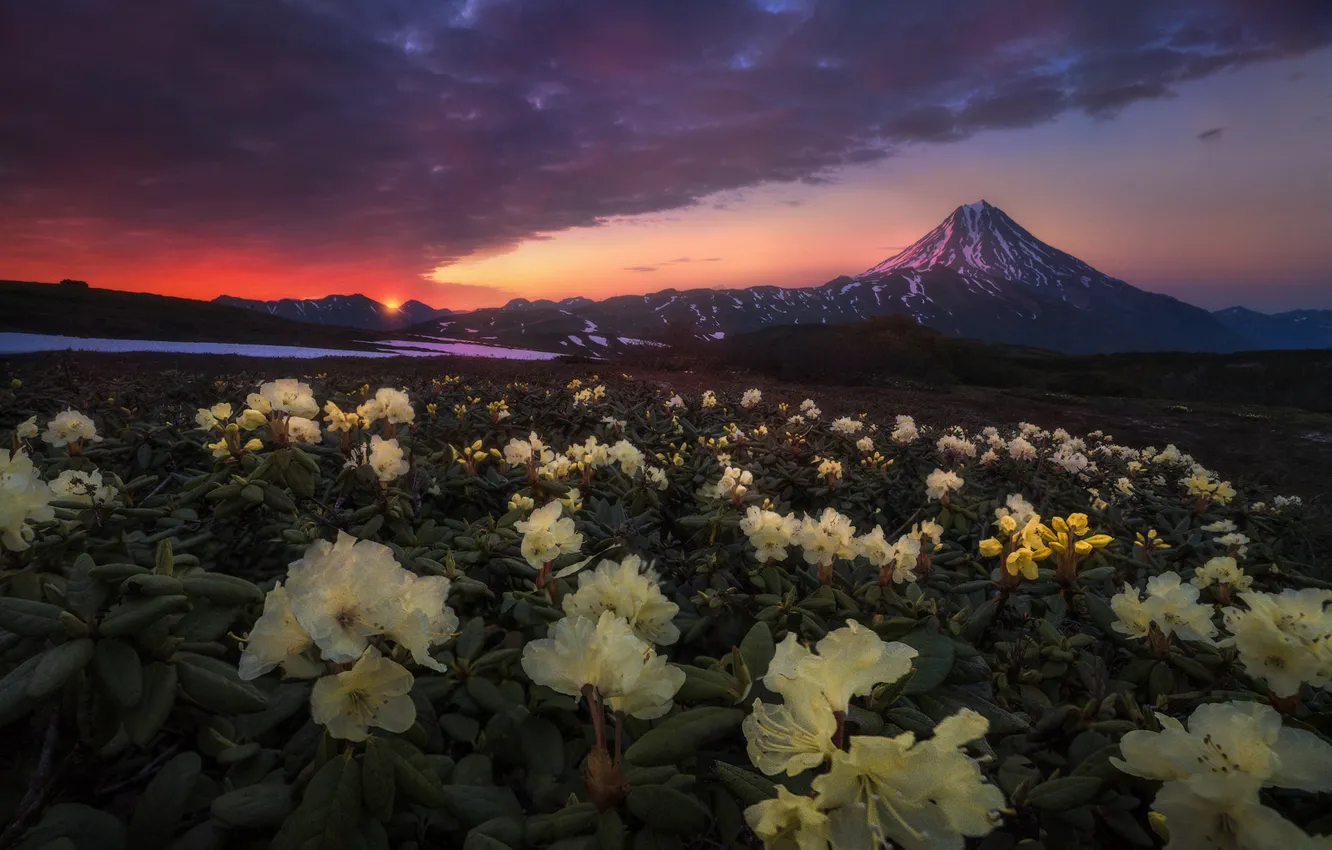 Photo wallpaper flowers, mountains, rhododendrons