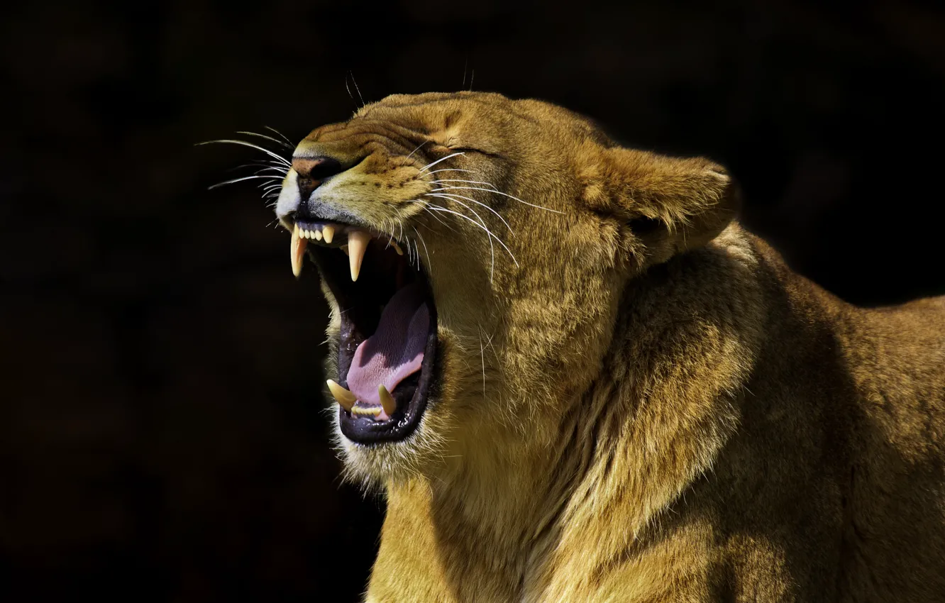 Photo wallpaper predator, mouth, black background, lioness