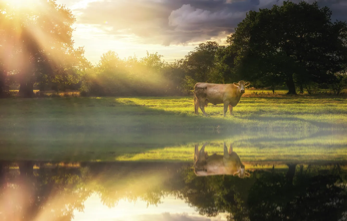 Photo wallpaper the sky, grass, clouds, trees, nature, reflection, shore, cow