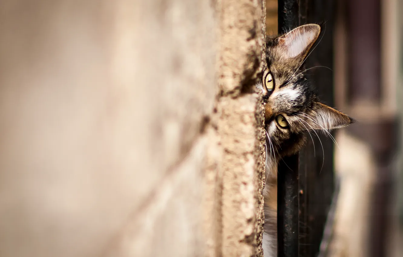 Photo wallpaper cat, cat, face, looks, Kote, wall, spying