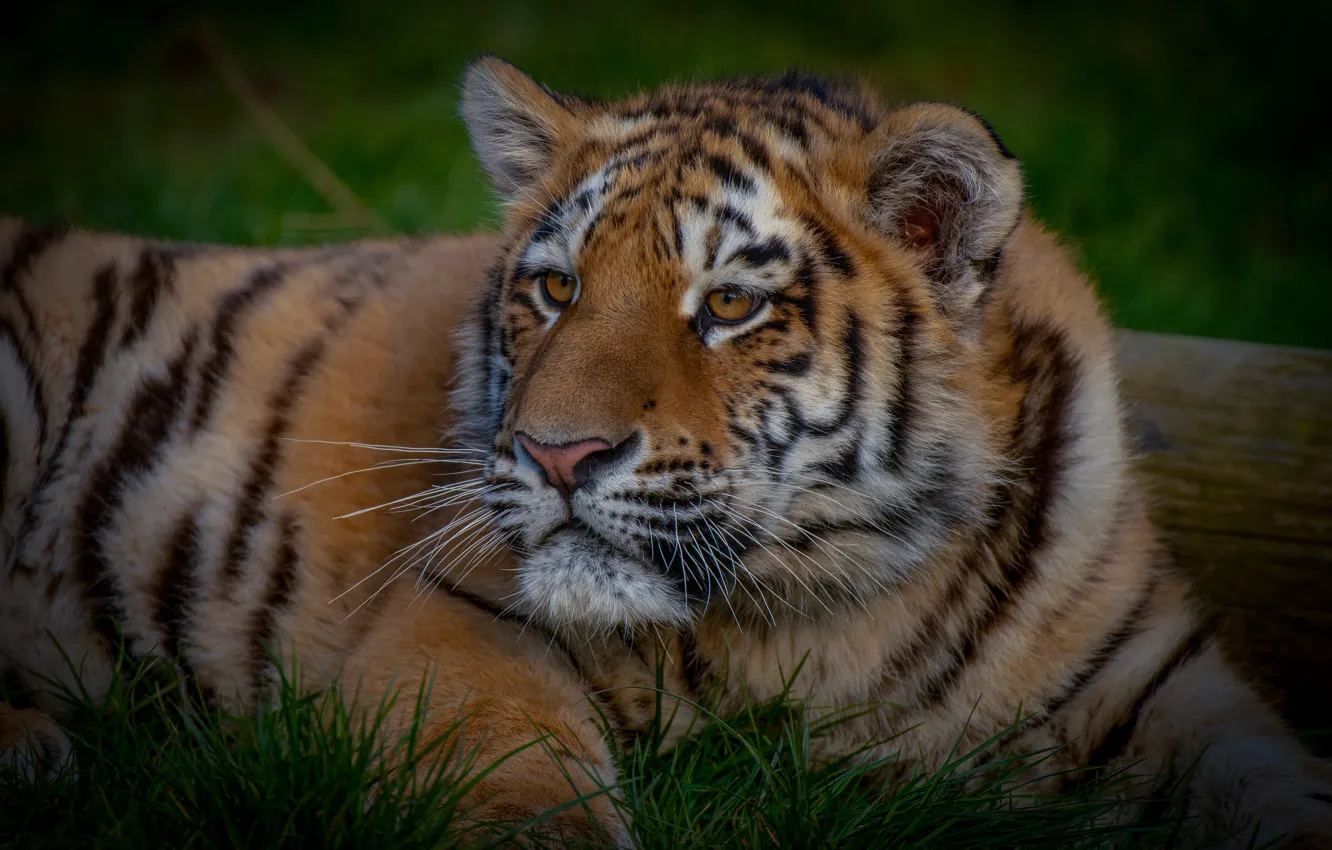 Photo wallpaper summer, grass, look, face, nature, tiger, pose, lies