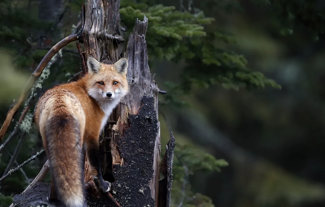 Photo wallpaper nature, background, Fox