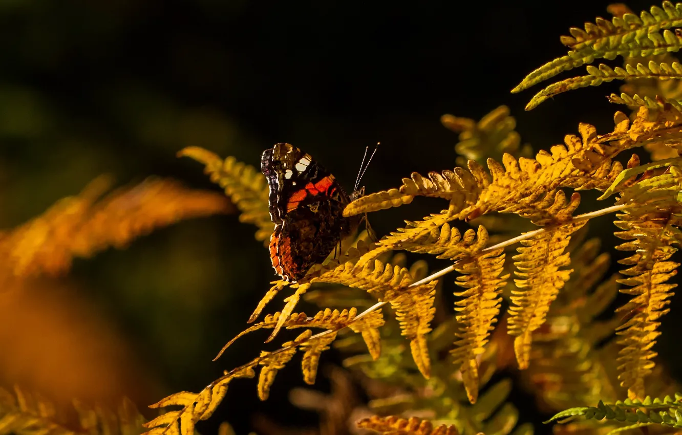 Photo wallpaper autumn, leaves, macro, light, the dark background, butterfly, insect, fern