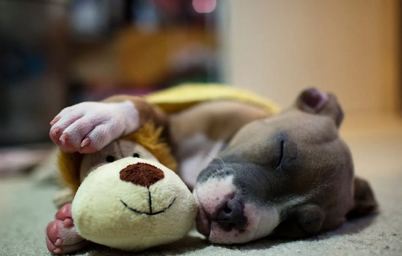 Photo wallpaper toy, sleep, dog, puppy, MLIS