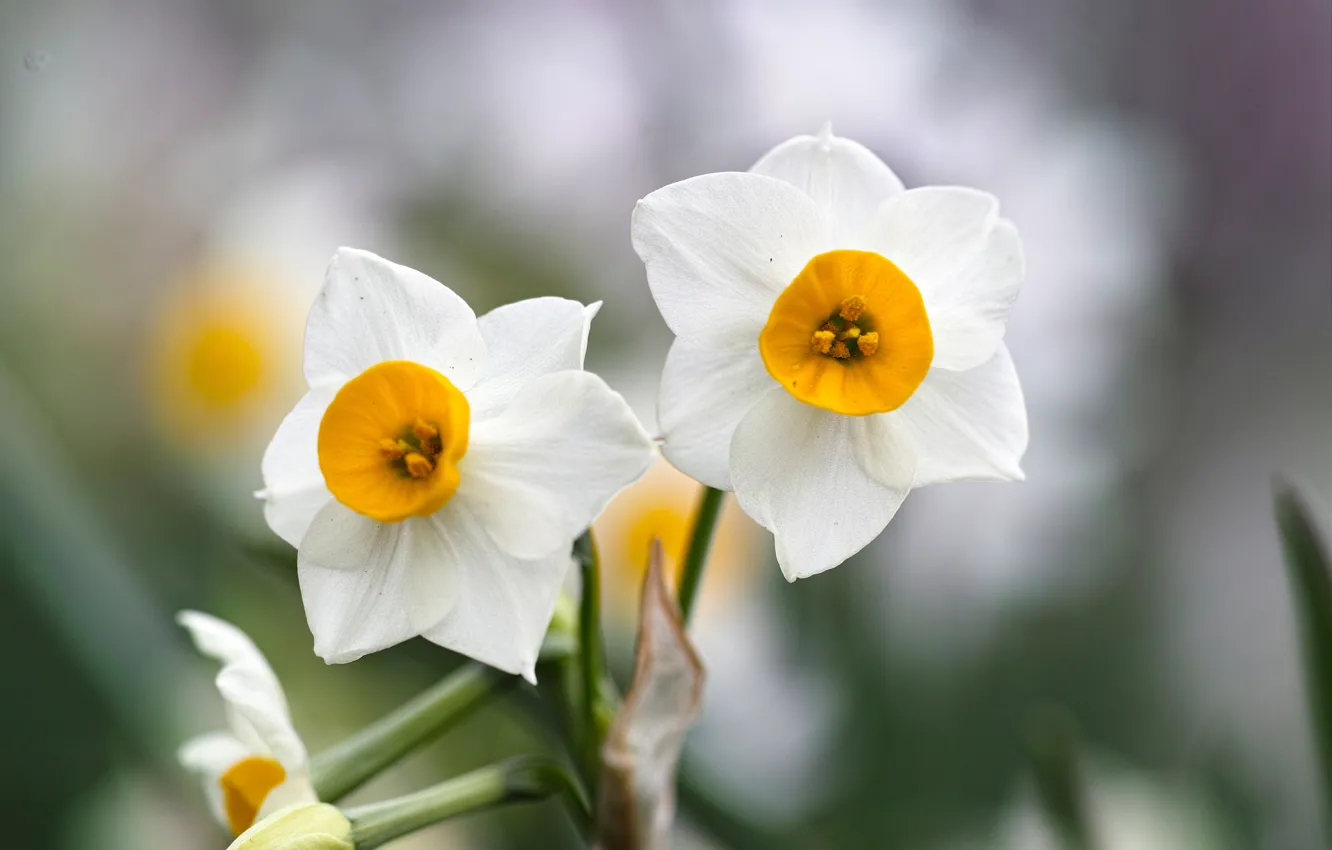 Photo wallpaper macro, white, Duo, daffodils, bokeh