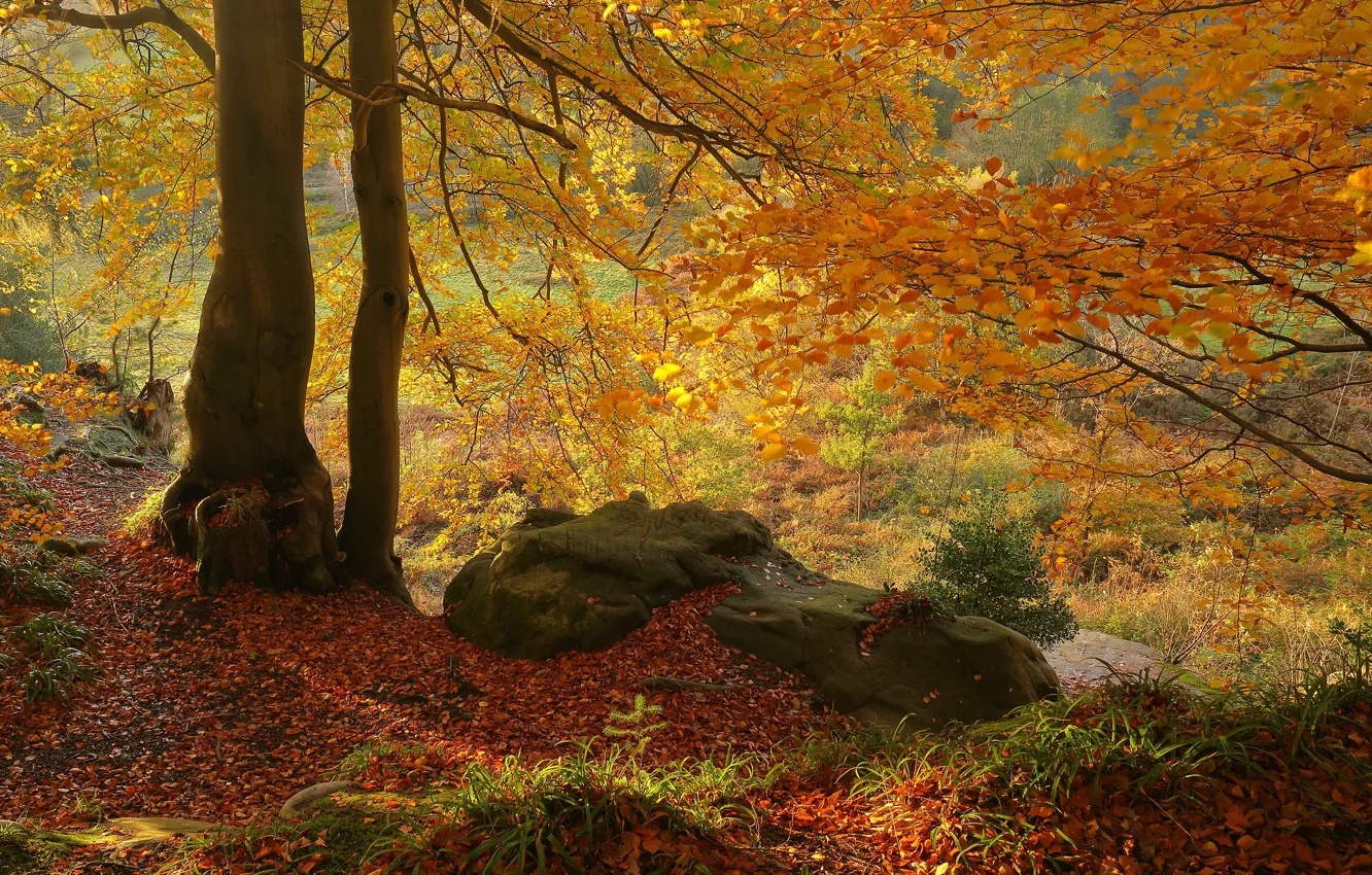 Photo wallpaper autumn, trees, stone, fallen leaves