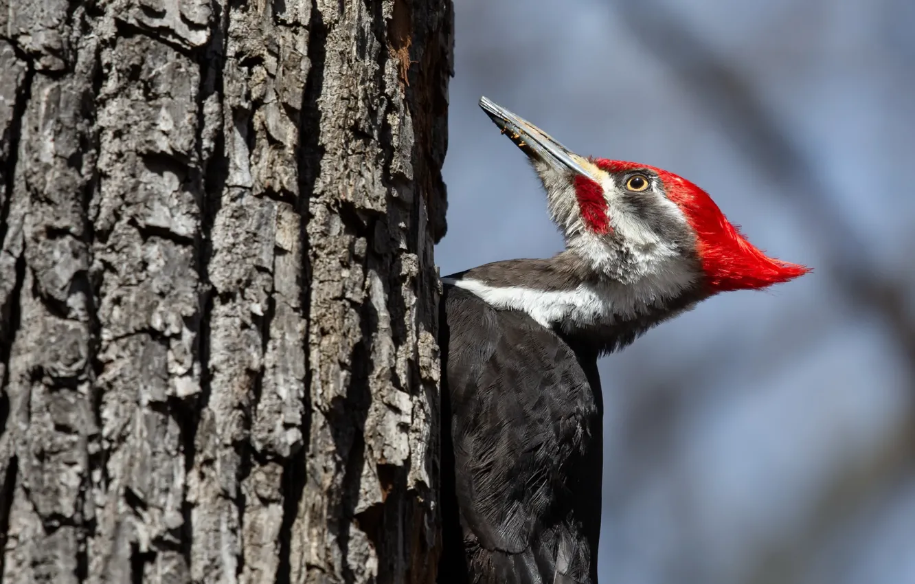 Photo wallpaper nature, bird, Pileated Woodpecker