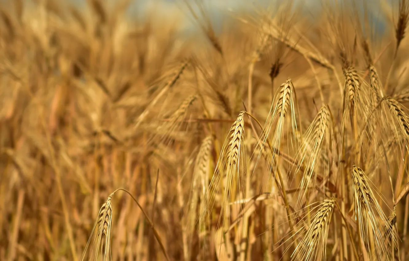 Photo wallpaper field, summer, rye, yellow, spikelets, ears, cereals, a lot