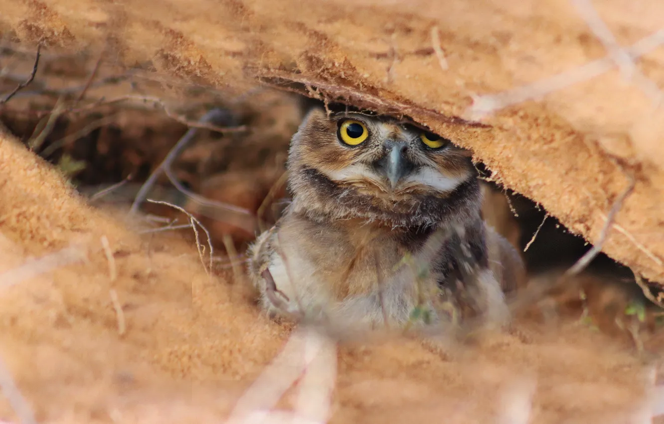Photo wallpaper owl, bird, shelter, bokeh, owl
