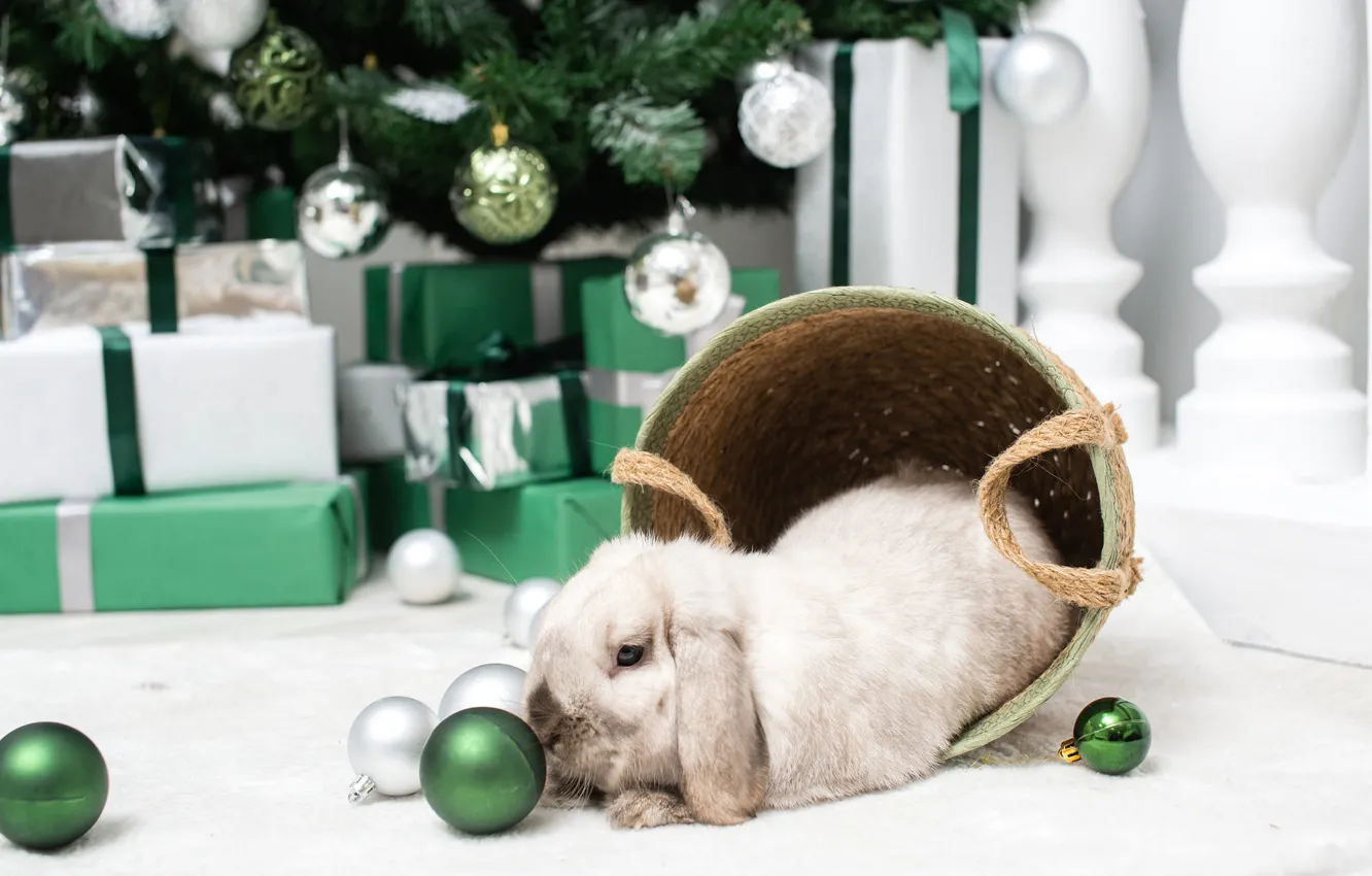 Photo wallpaper look, balls, pose, green, grey, room, box, gift