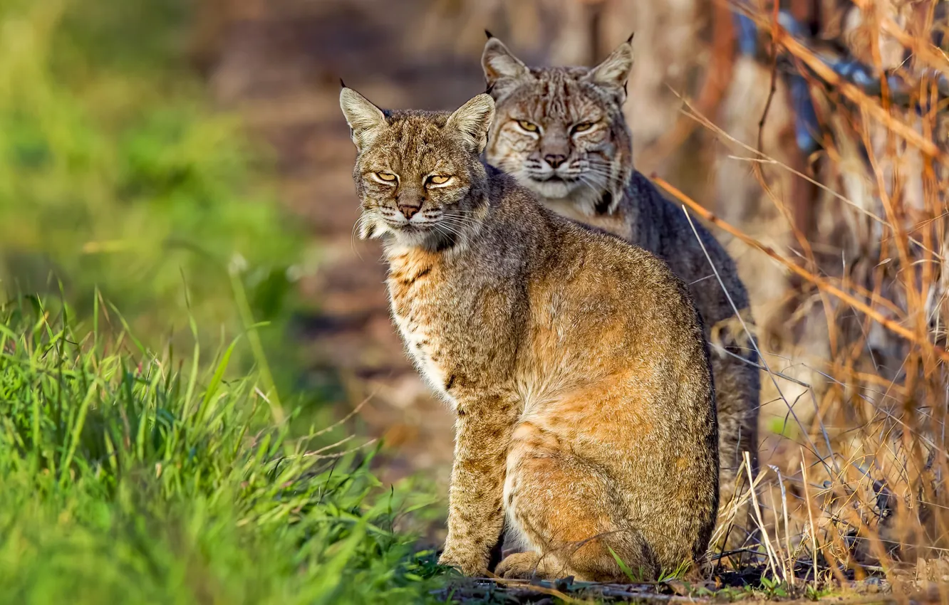 Photo wallpaper grass, look, face, light, branches, nature, pair, wild cats