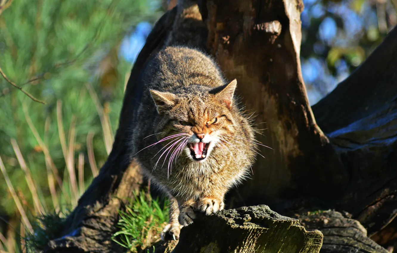 Photo wallpaper face, wild cat, Scottish, The Scottish Wildcat