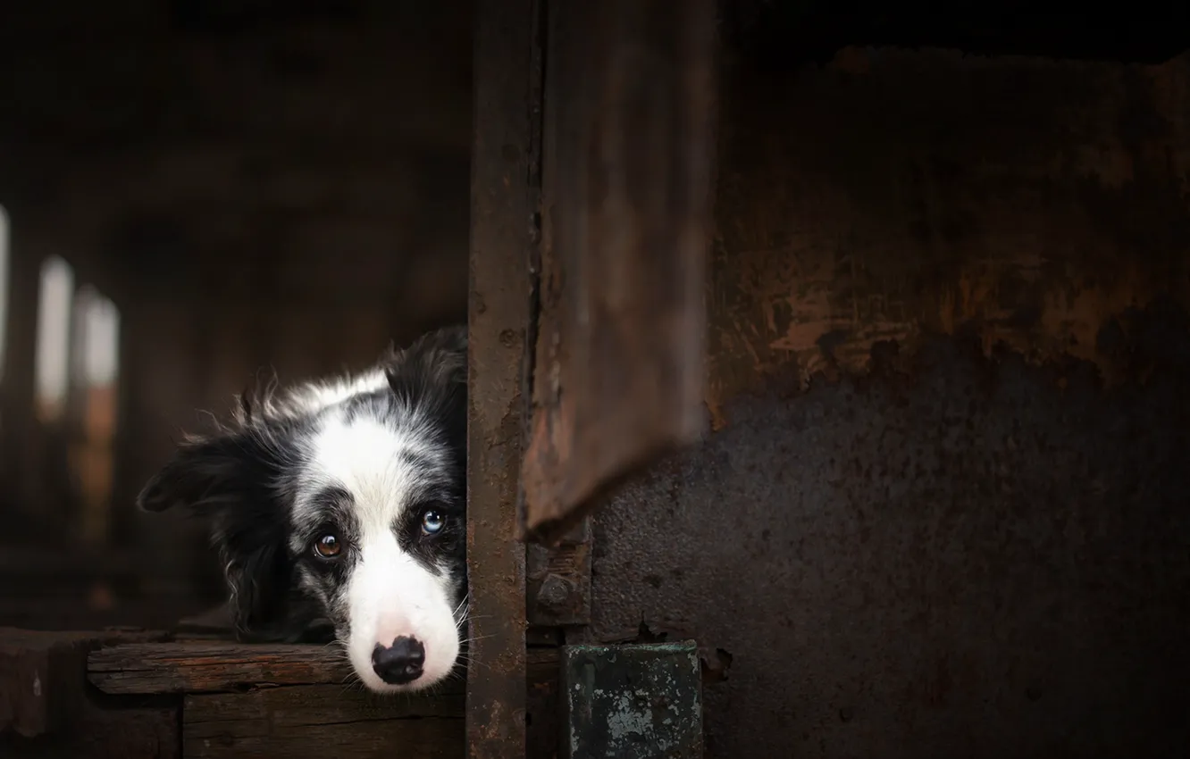 Photo wallpaper look, each, dog