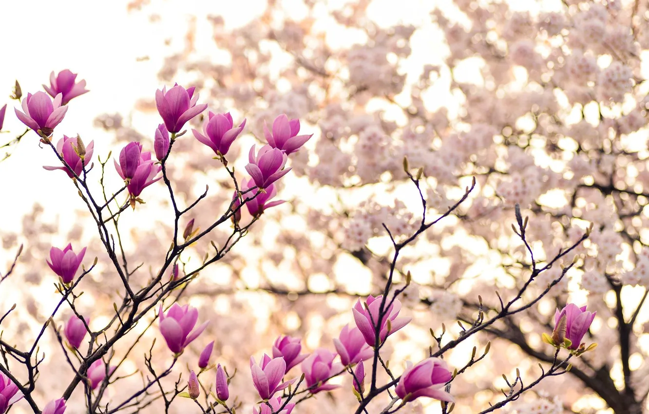 Photo wallpaper branch, spring, flowering, Magnolia