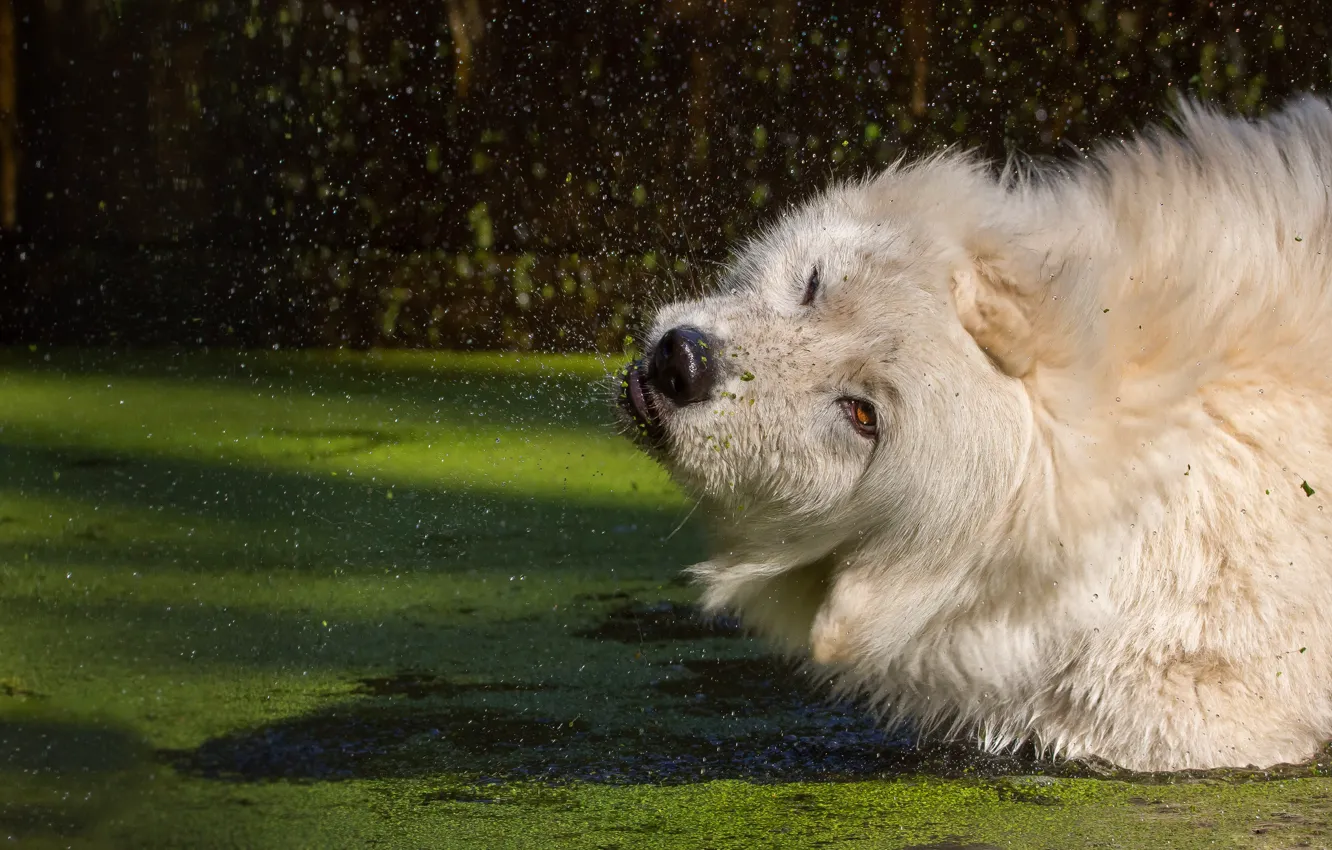 Photo wallpaper white, face, water, drops, squirt, pond, background, wolf