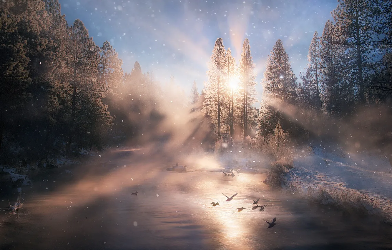 Photo wallpaper winter, water, light, snow, duck, morning, haze