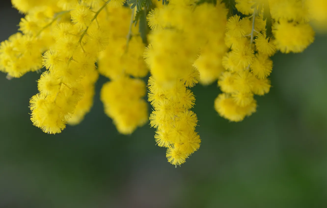 Photo wallpaper trees, flowers, branches, yellow, nature, spring, flowering, acacia