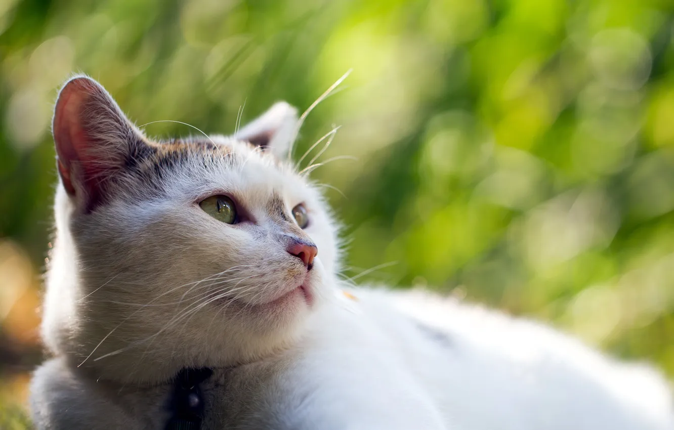 Photo wallpaper cat, nature, background