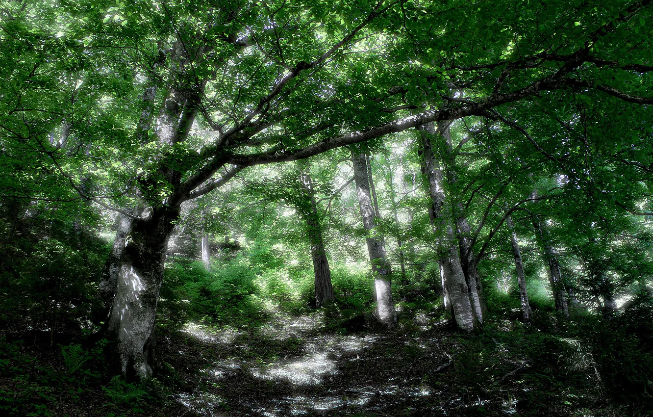 Photo wallpaper greens, forest, leaves, light, trees, foliage, spring, spot