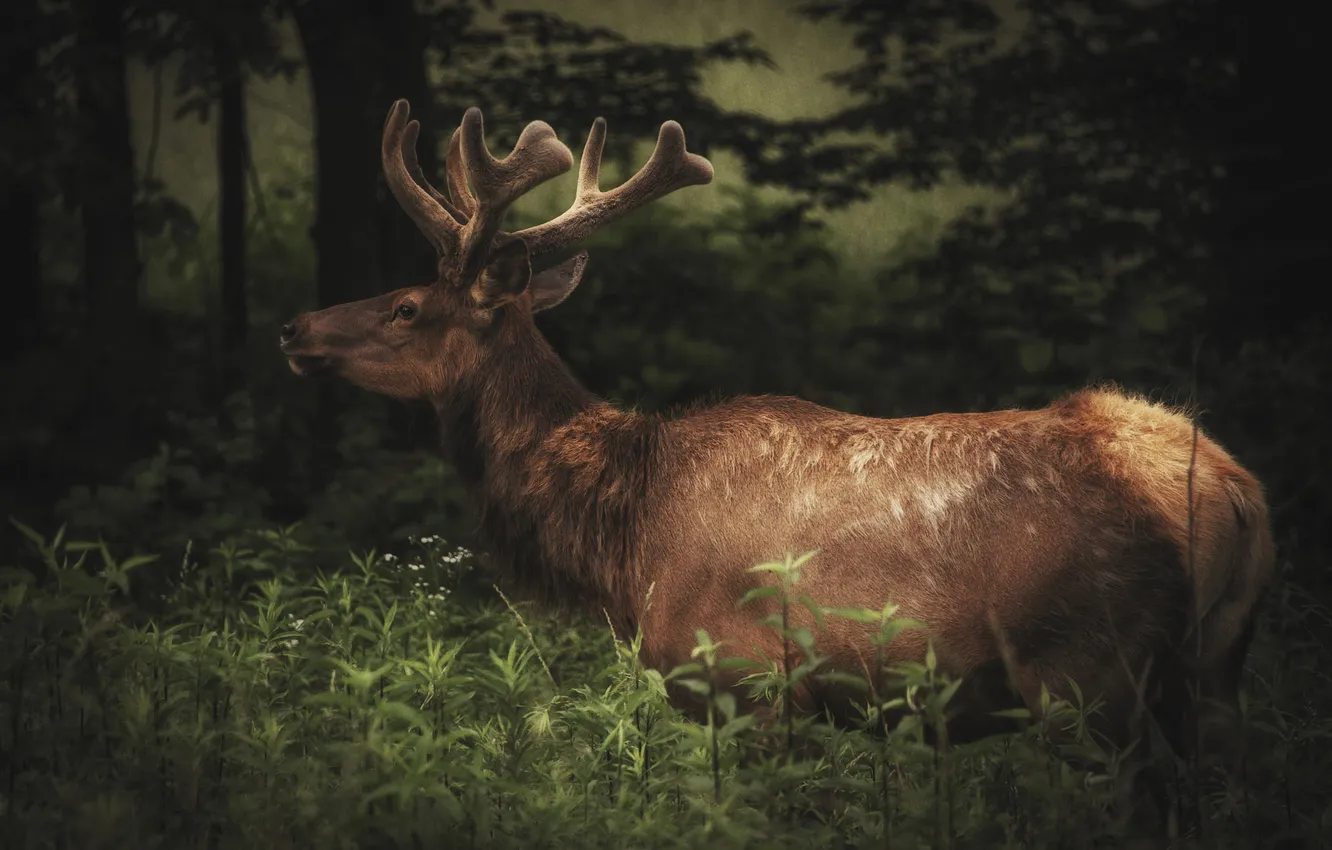 Photo wallpaper greens, forest, nature, deer