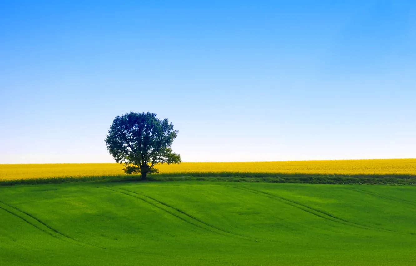 Photo wallpaper field, the sky, trees, nature