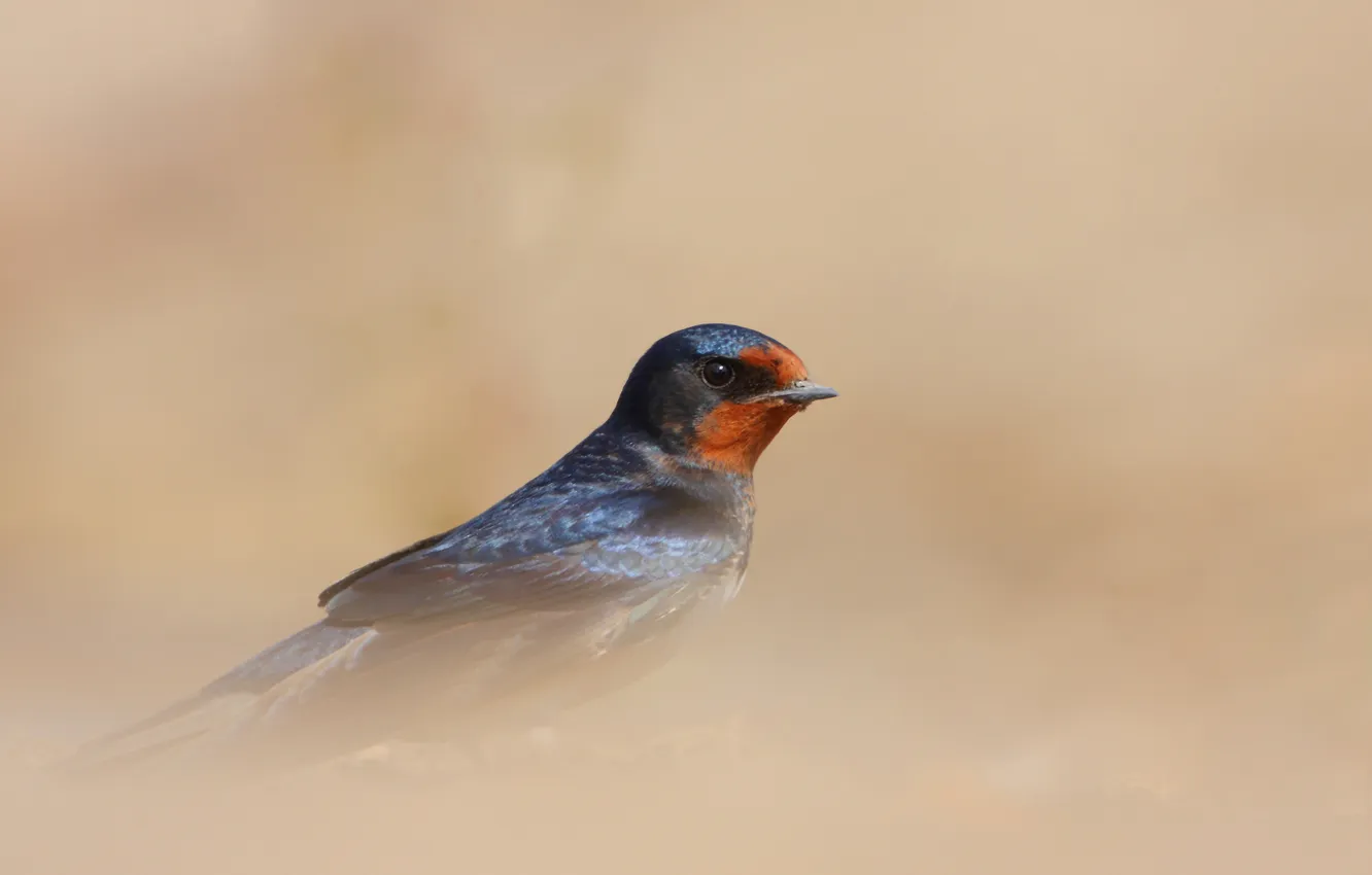 Photo wallpaper background, bird, swallow
